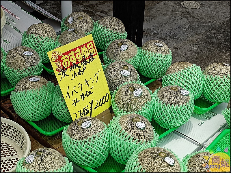 茨城一日遊|大洗磯前神社、那珂湊海鮮市場、國營海濱公園 花海美食一日遊