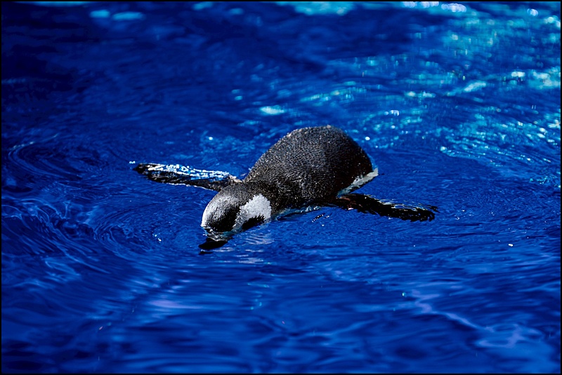 2025台中海洋館最新攻略|中部首座水族館登場!開幕時間、票價、展區&交通懶人包 2025台中海洋館最新攻略|中部首座水族館登場!開幕時間、票價、展區&交通懶人包