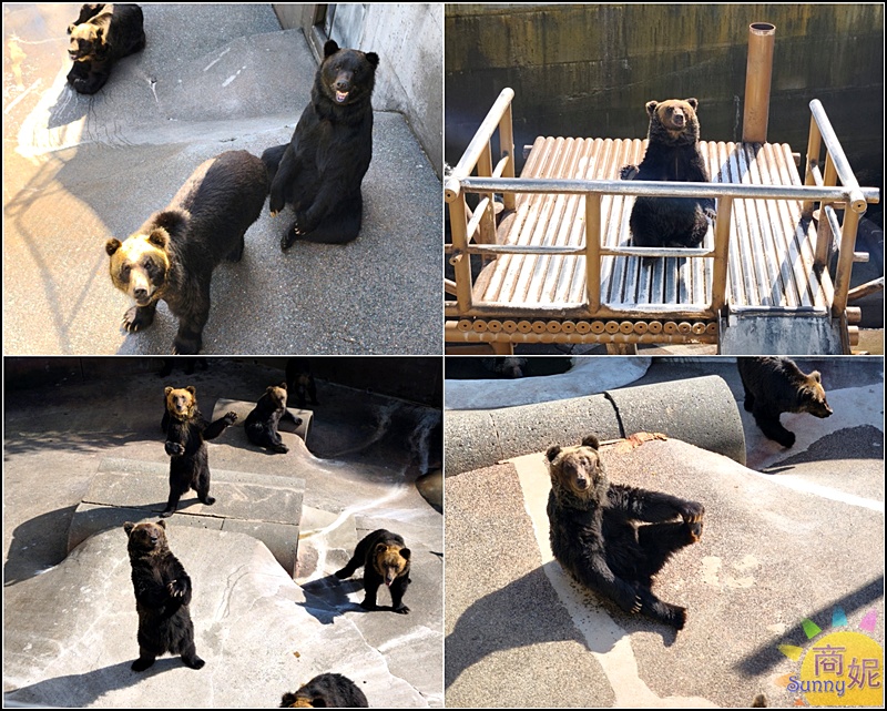 北海道一日遊|洞爺湖、登別地獄谷、昭和新山、熊牧場、支笏湖一次玩遍！札幌出發超人氣行程全攻略