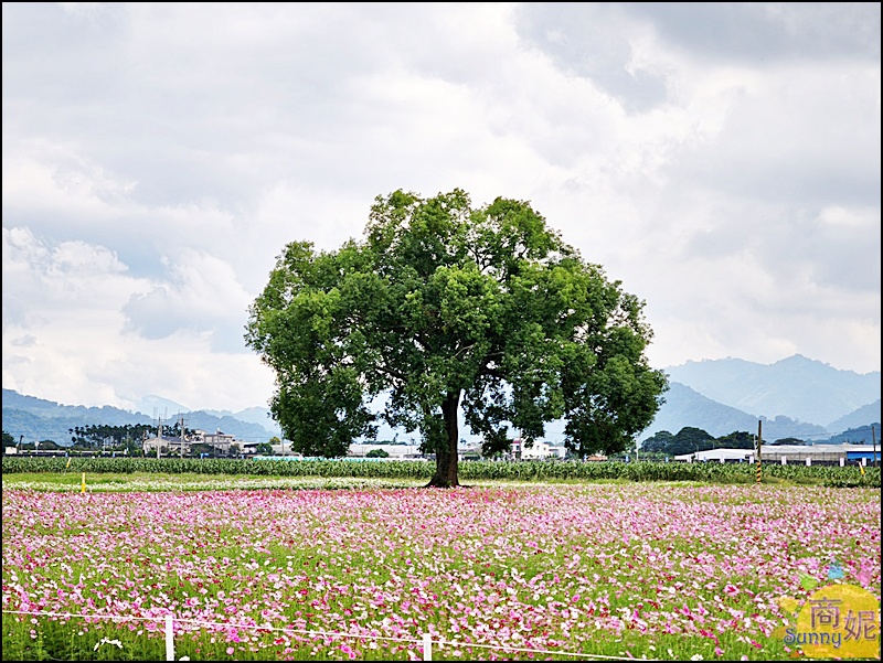 2025新社花海＆台中花毯節|免費參觀！飛天小女警主題、時間、交通停車接駁車攻略