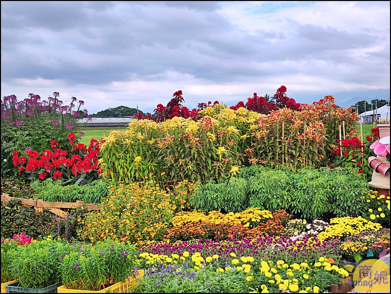 2025新社花海&台中花毯節|免費參觀!飛天小女警主題、時間、交通停車接駁車攻略 2025新社花海&台中花毯節|免費參觀!飛天小女警主題、時間、交通停車接駁車攻略