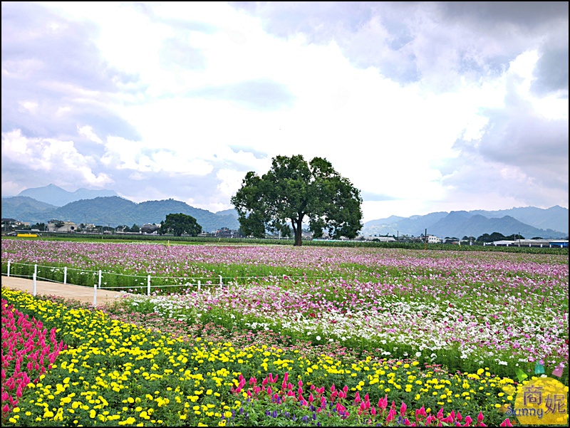 2025新社花海&台中花毯節|免費參觀!飛天小女警主題、時間、交通停車接駁車攻略 2025新社花海&台中花毯節|免費參觀!飛天小女警主題、時間、交通停車接駁車攻略