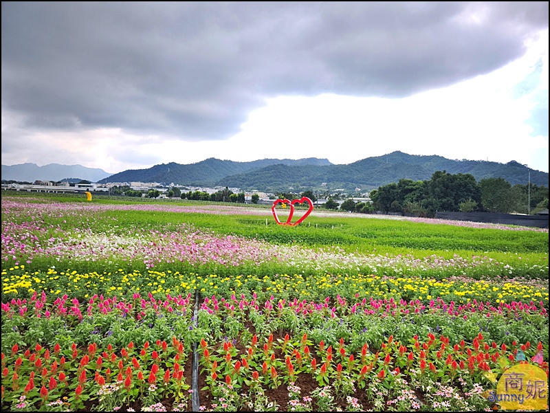 2025新社花海＆台中花毯節|免費參觀！飛天小女警主題、時間、交通停車接駁車攻略
