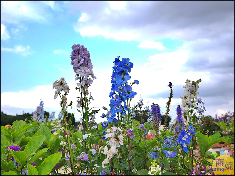 2025新社花海＆台中花毯節|免費參觀！飛天小女警主題、時間、交通停車接駁車攻略